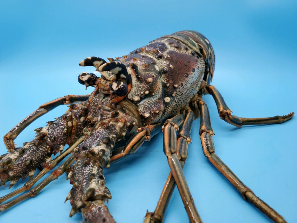 Whole Lobster - Keys Fisheries